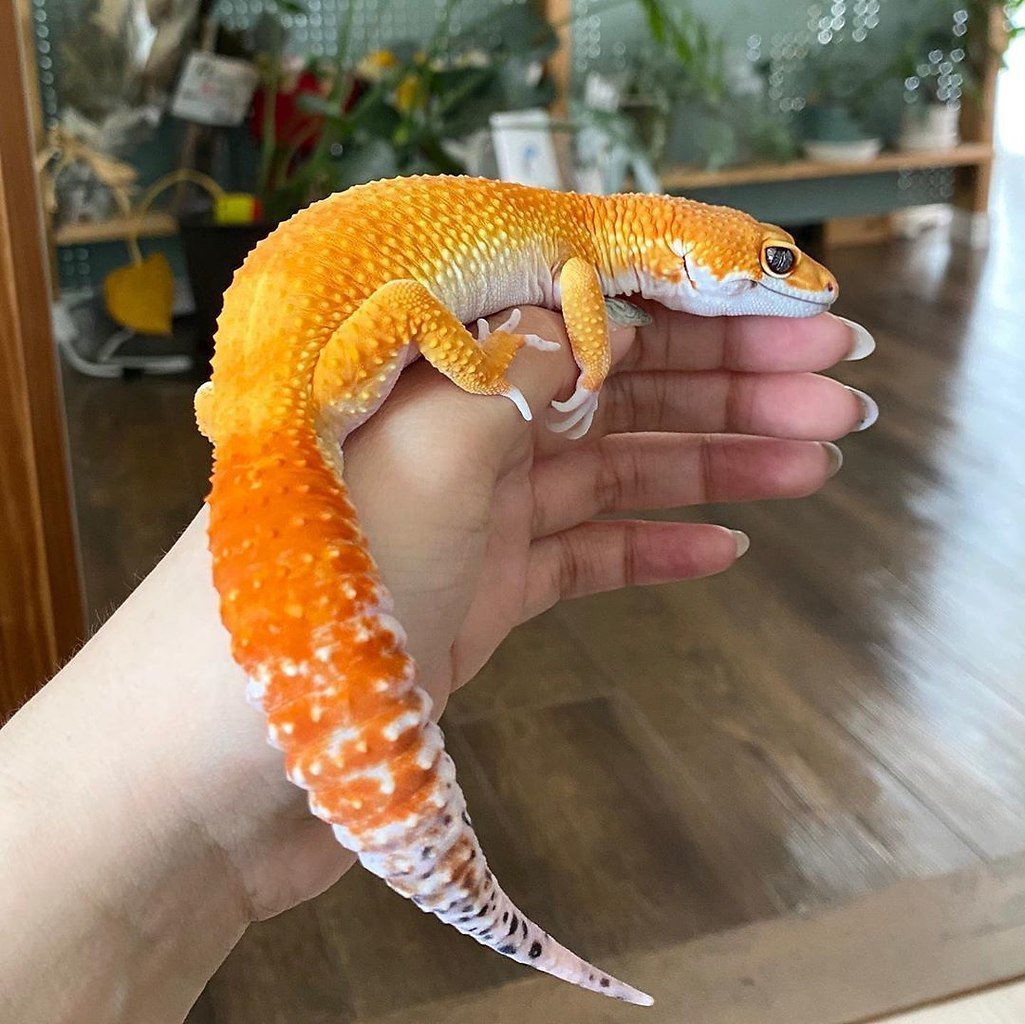 Bold Stripe эублефар