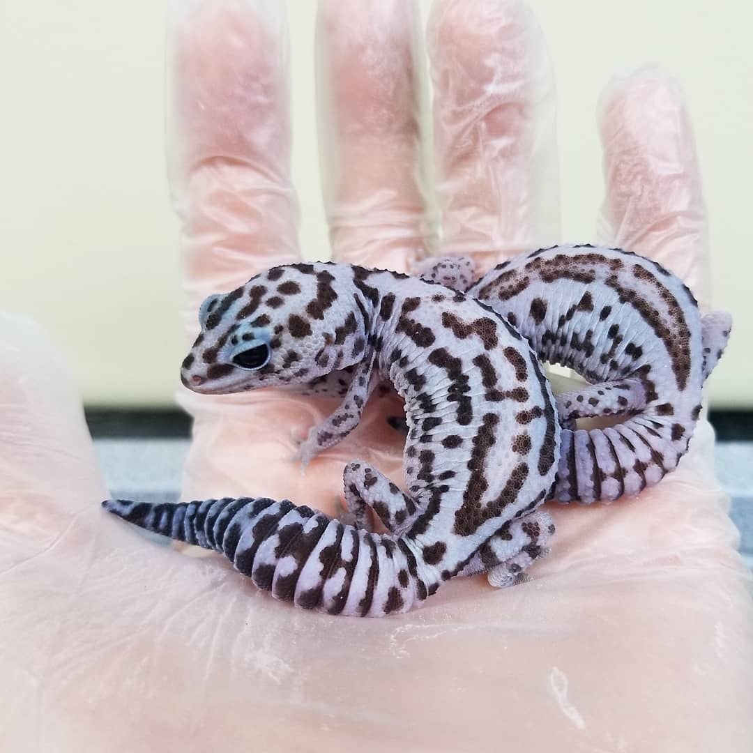 Все морфы эублефаров с картинками