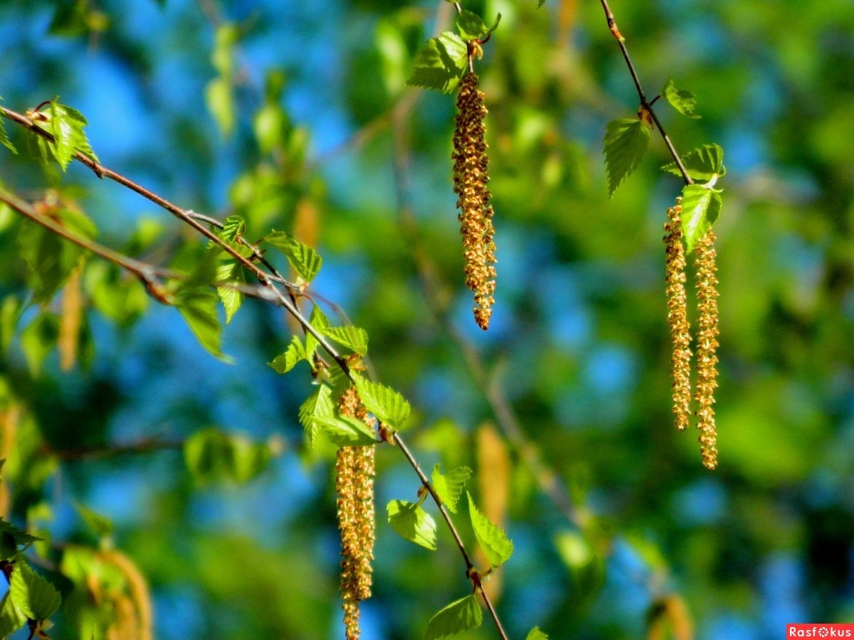 Береза повислая соцветие