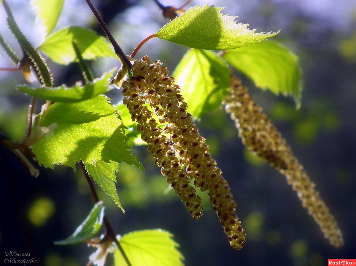 Береза повислая соцветие