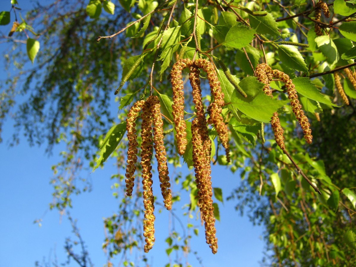 Береза с сережками