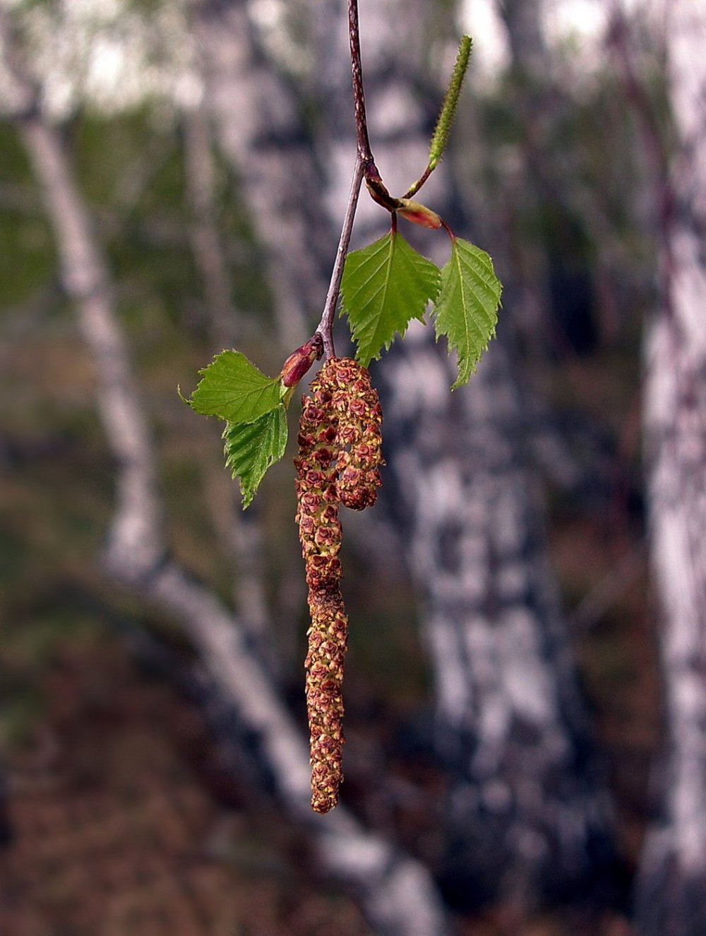 Сережки березы осенью