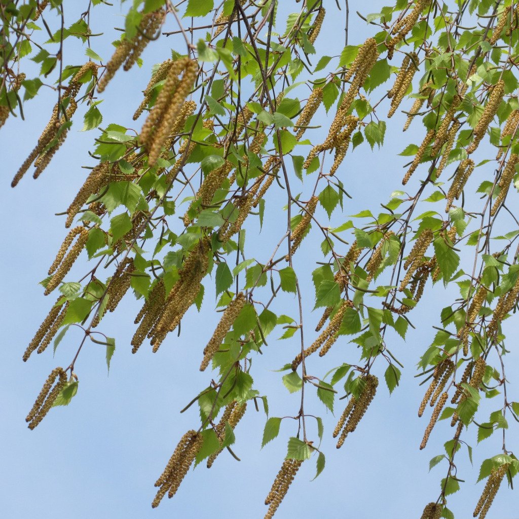 Береза бородавчатая сережки
