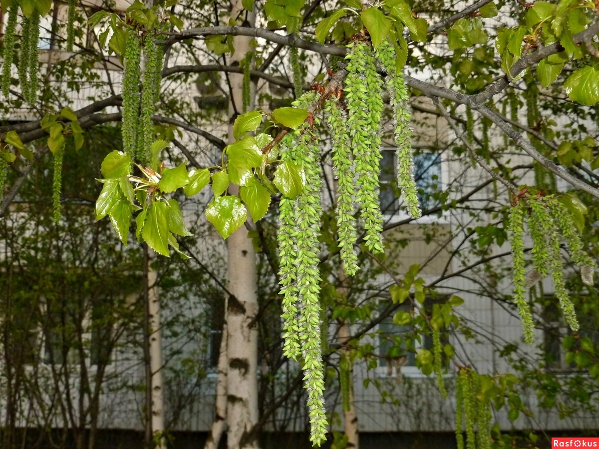 Фон березовые ветки