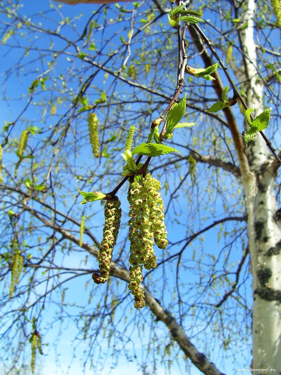 Березовые сережки