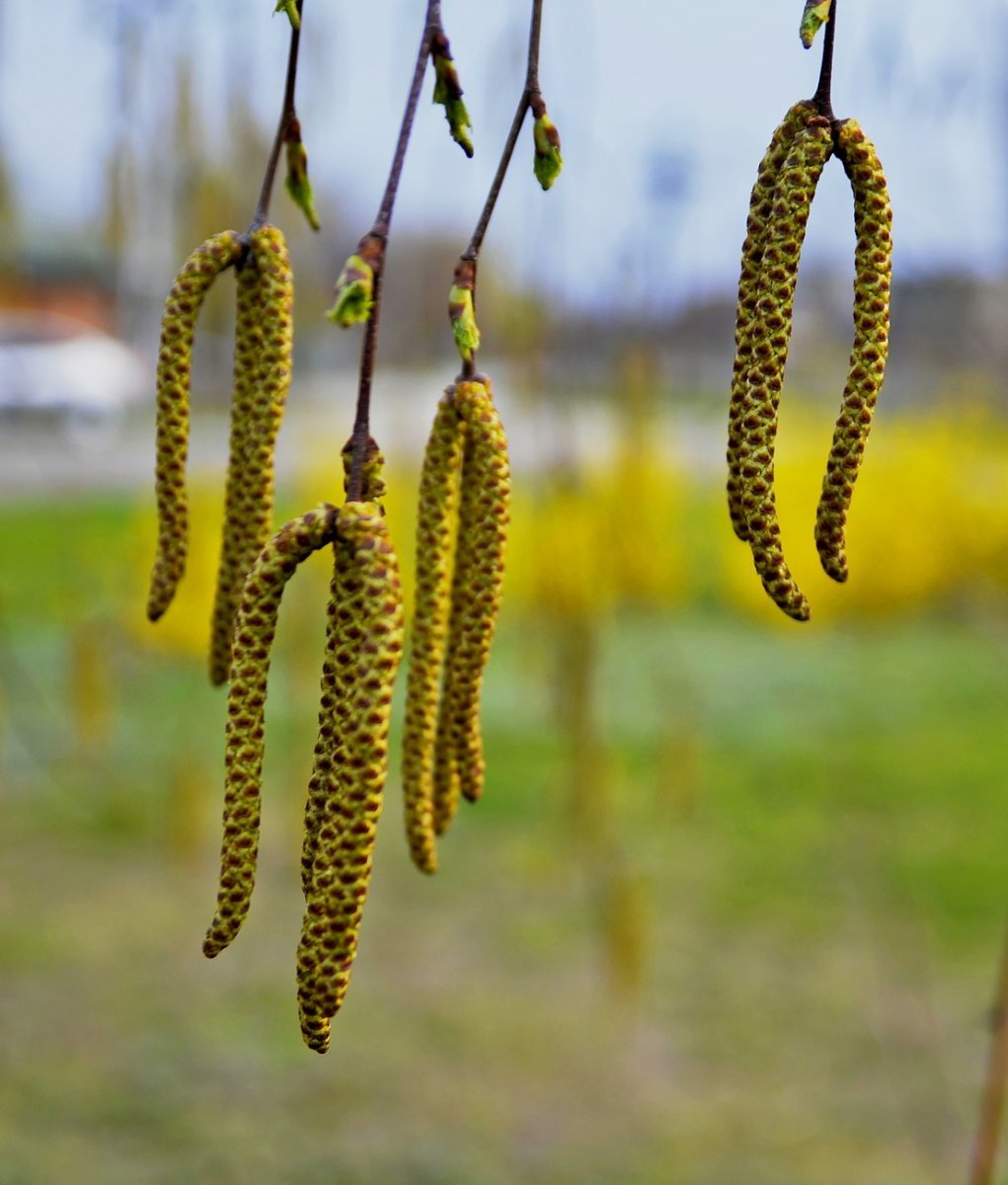 Берёза повислая
