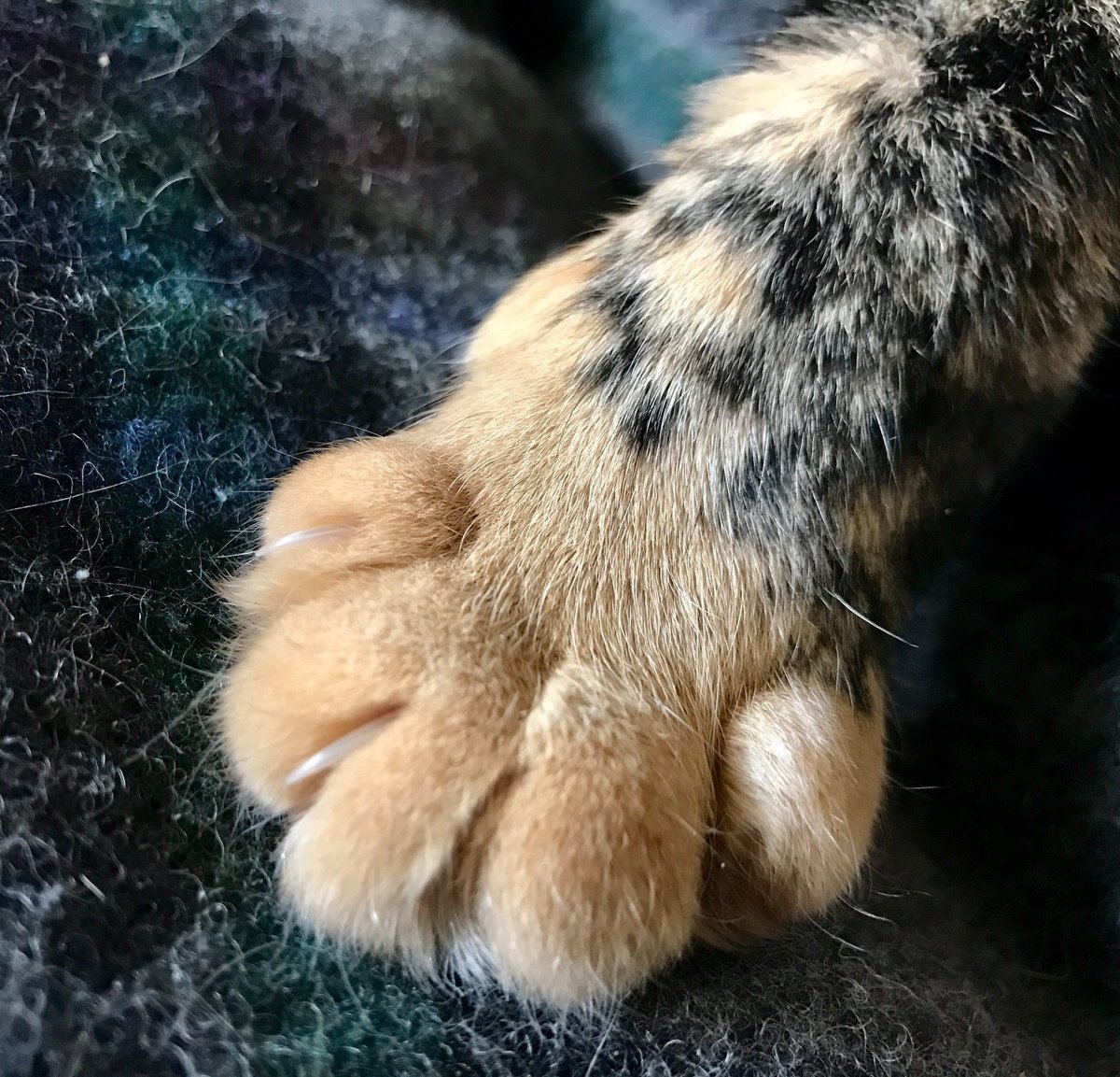 Собачья лапа в руке человека