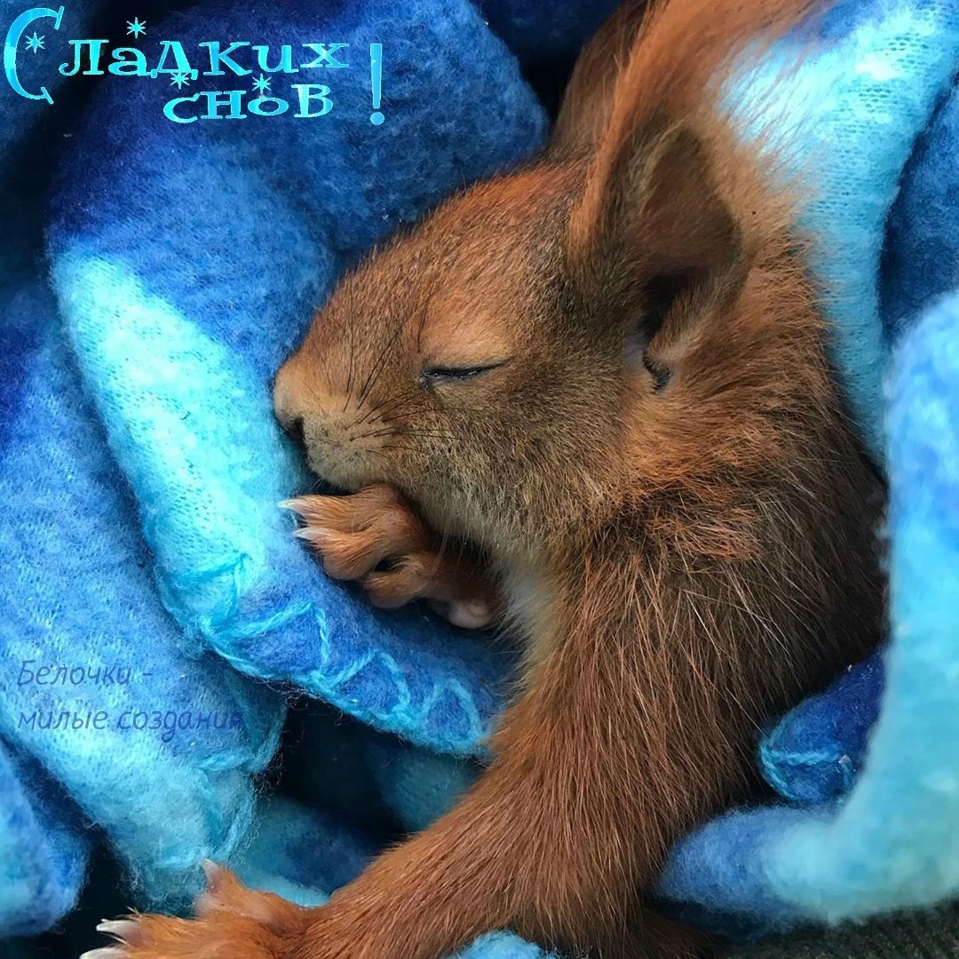 Спокойной ночи от белки