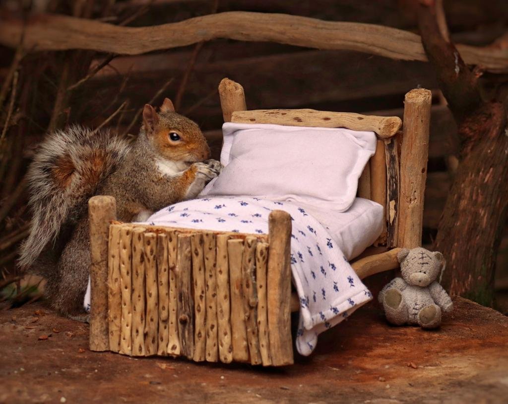 Белочка спит