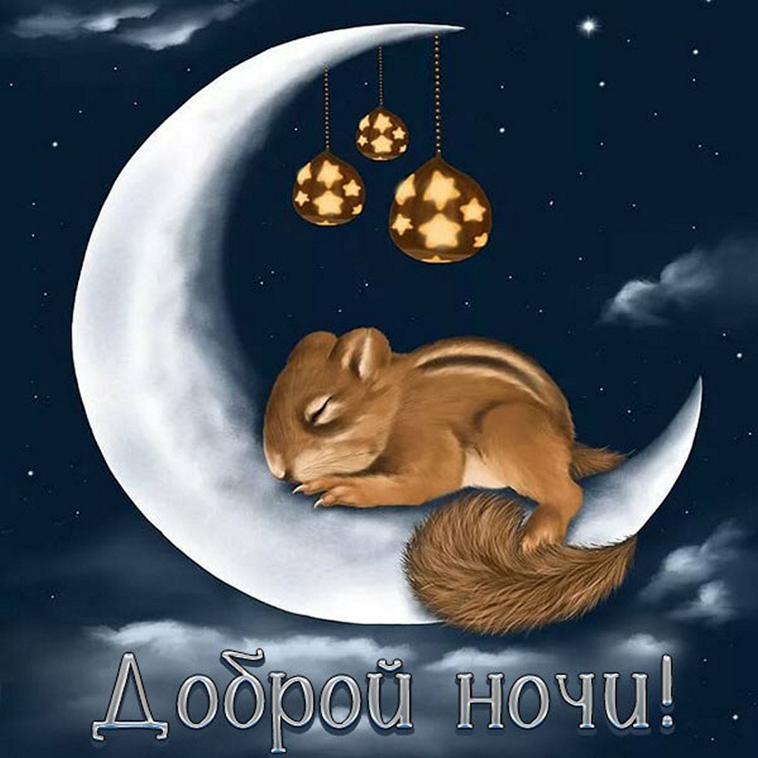 Спокойной ночи белка