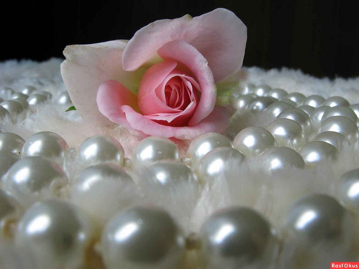 Розовые розы и жемчуг