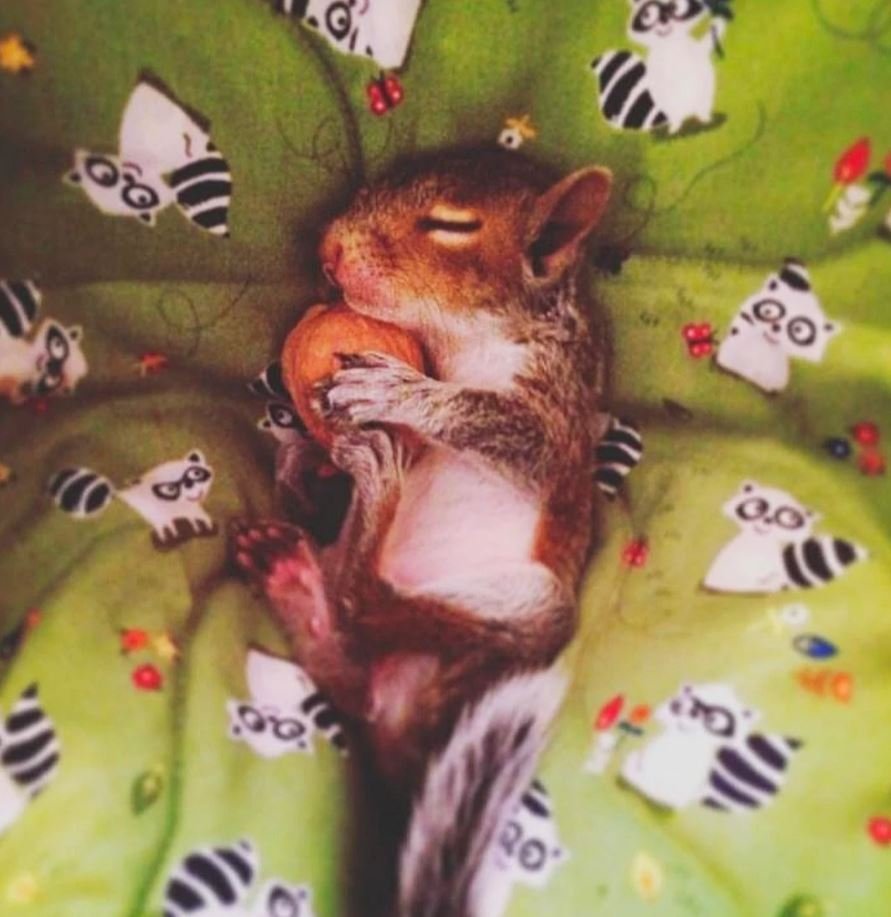 Белочка в постели