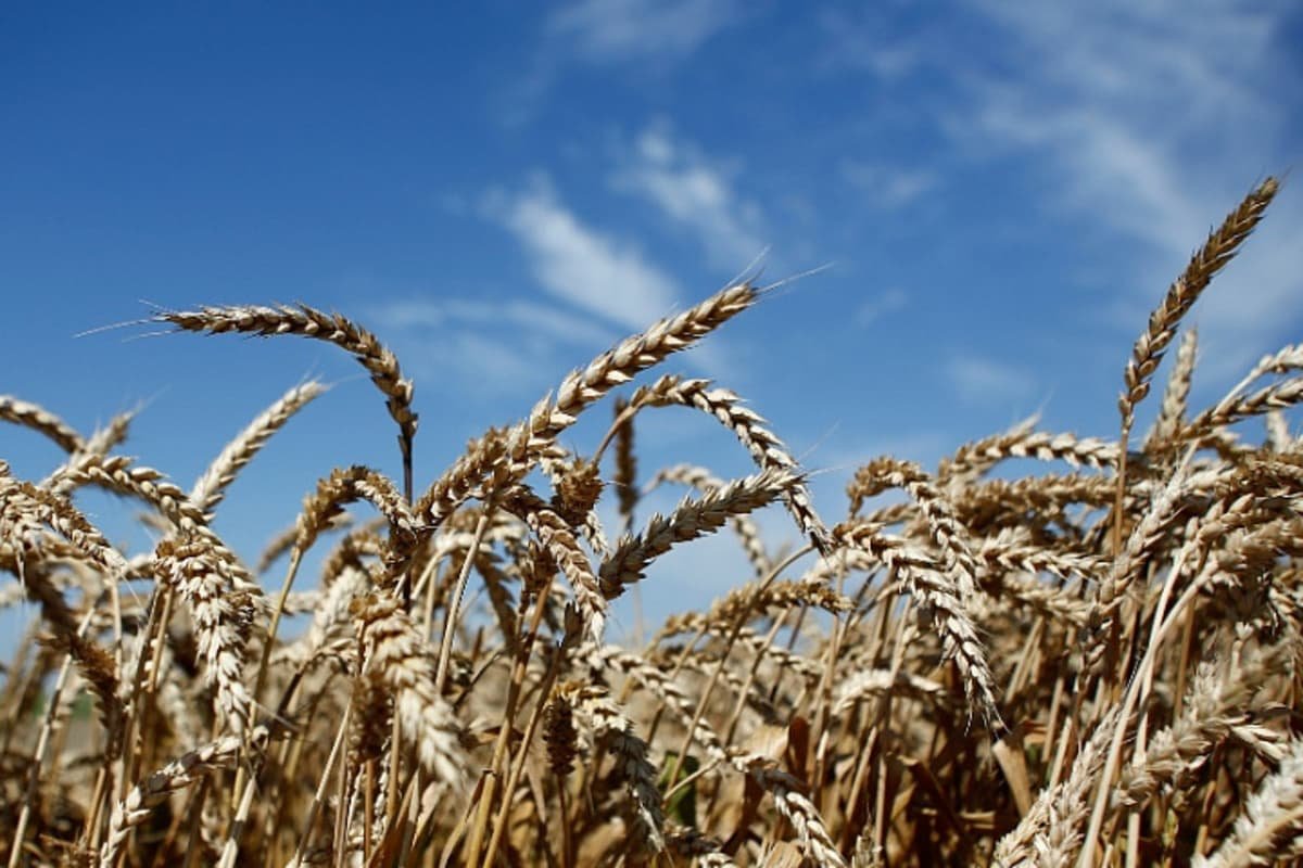 Озимая пшеница на Кубани