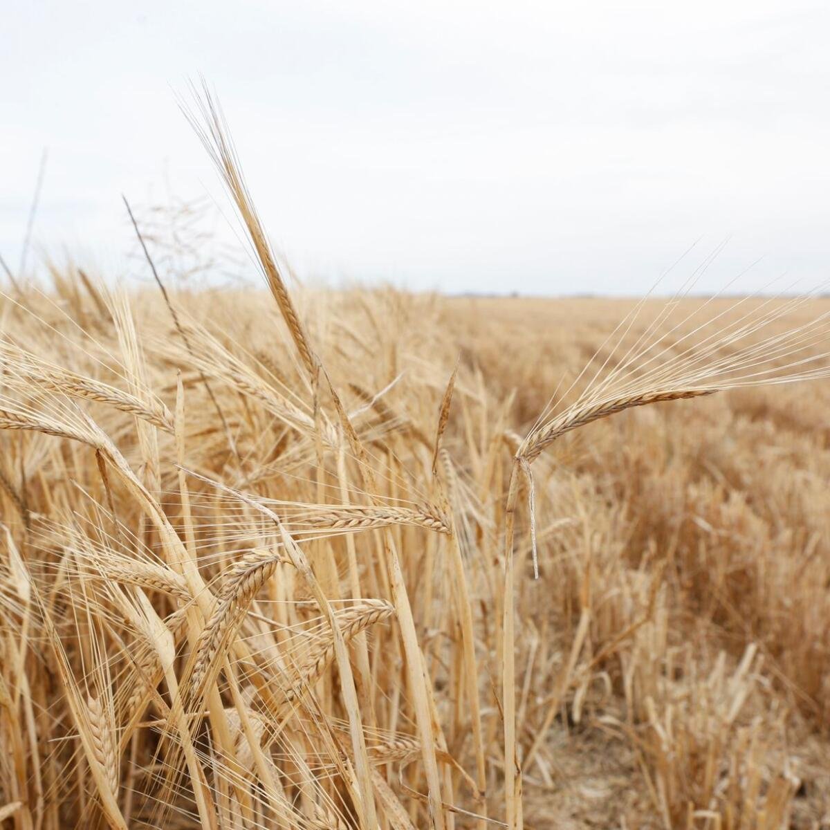 Зерновые культуры Крыма