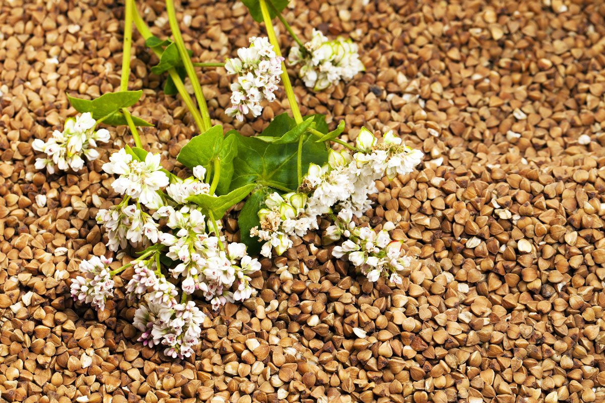 Гречиха посевная kotor