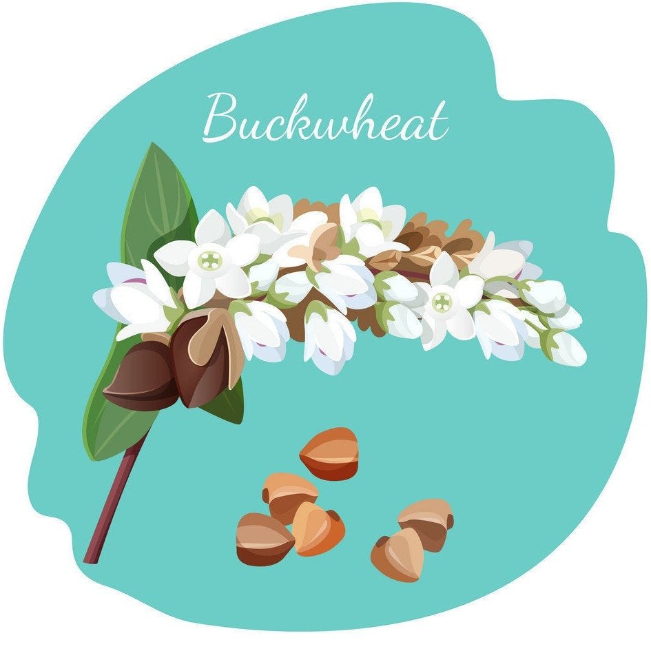 Гречка вектор