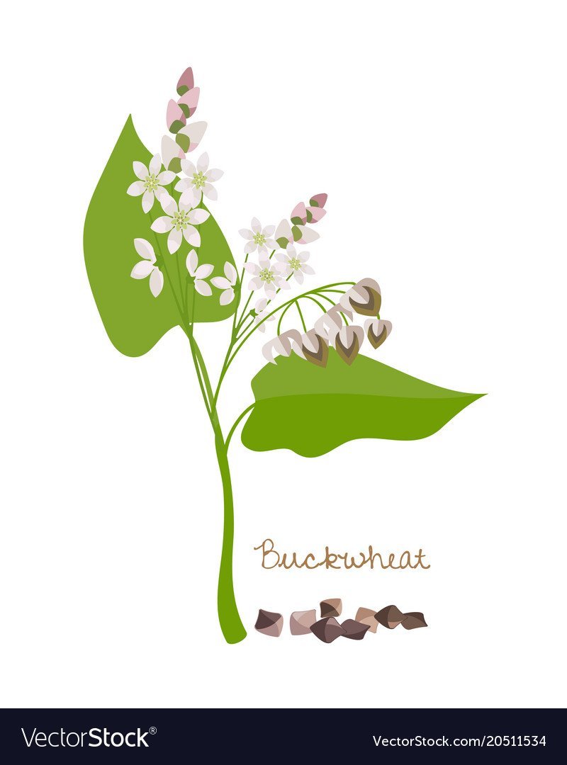 Гречиха растение вектор