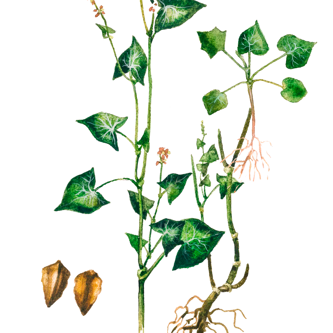 Гречиха сорняковая