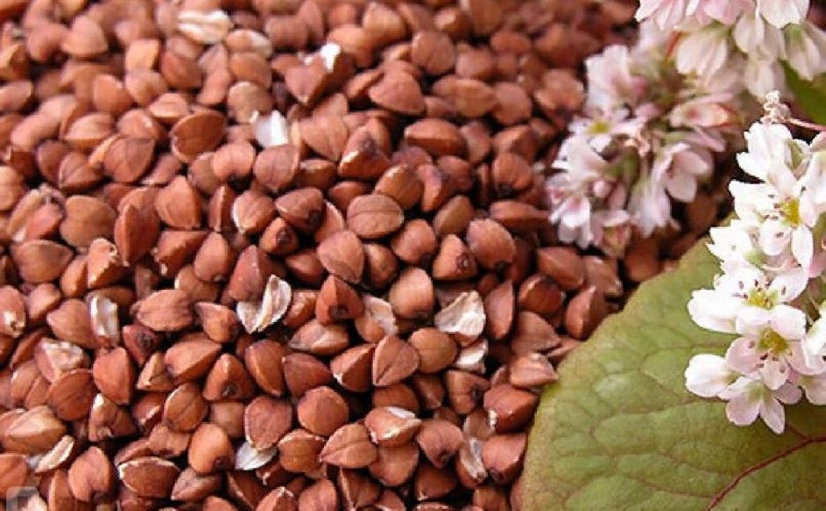 Гречиха Башкирская красностебельная