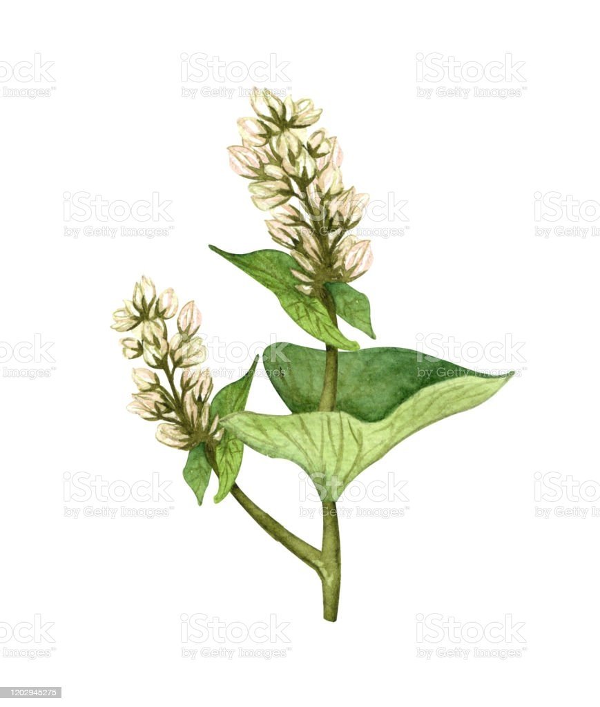 Гречиха растение на белом фоне