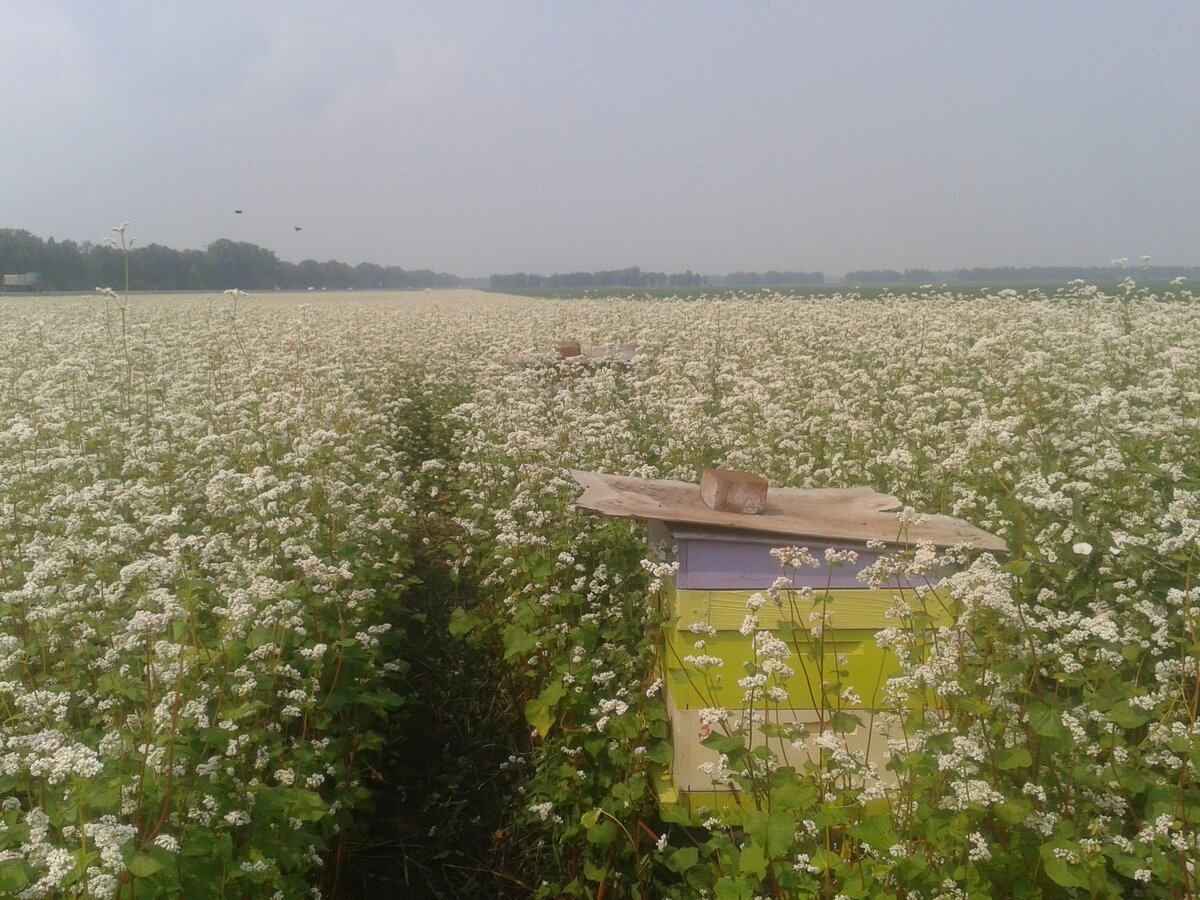 Чишминская гречиха