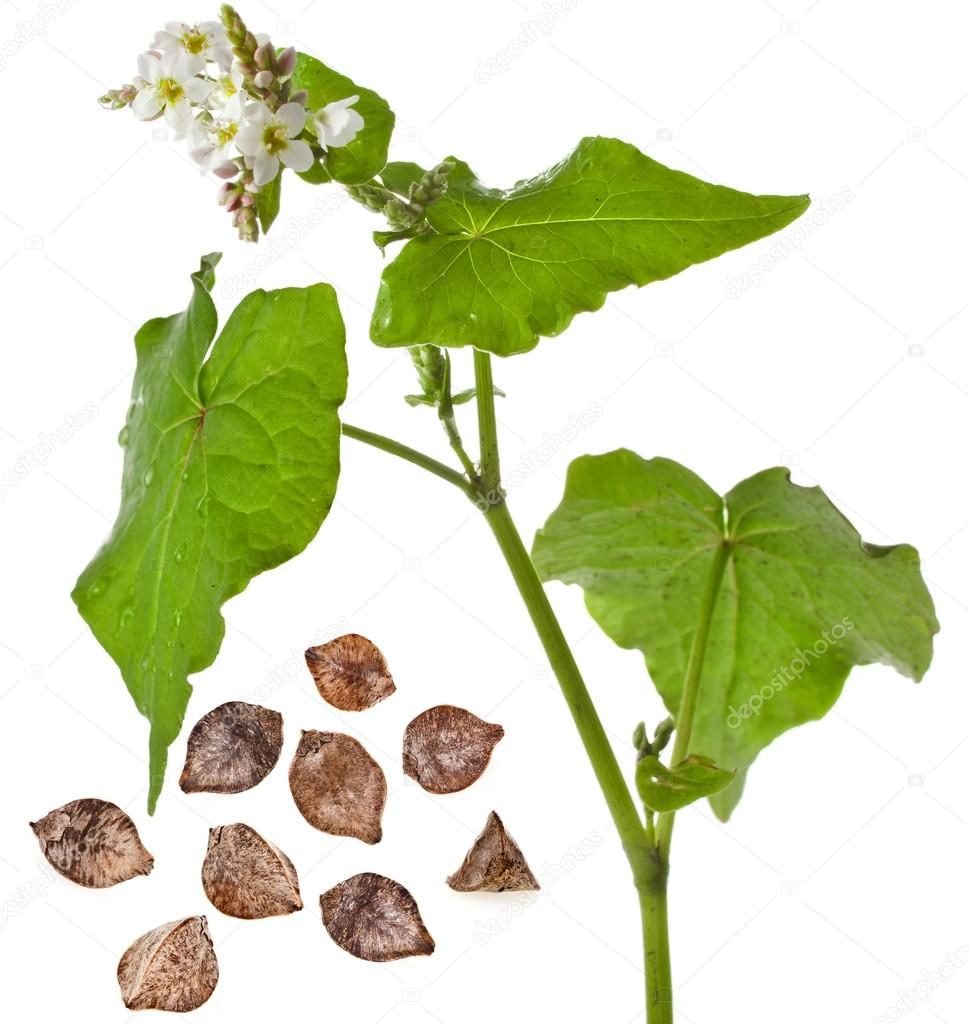 Гречиха на белом фоне