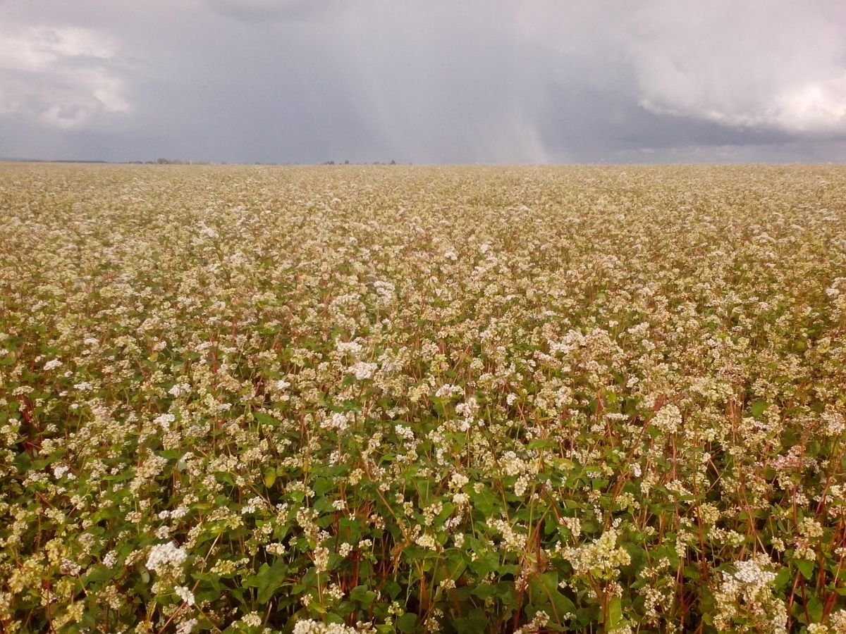 Гречиха посевная зерновая культура