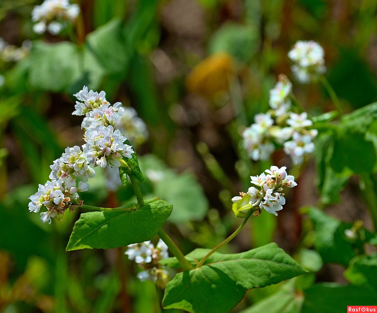 Гречиха посевная Цветущая