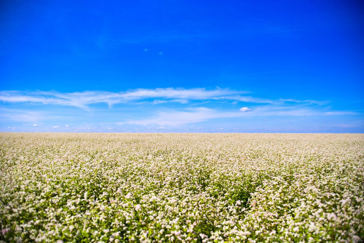 Цветущая гречиха поля Алтая