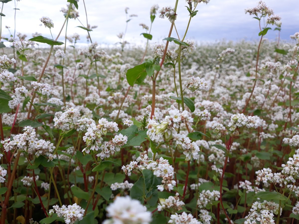 Гречиха красностебельная