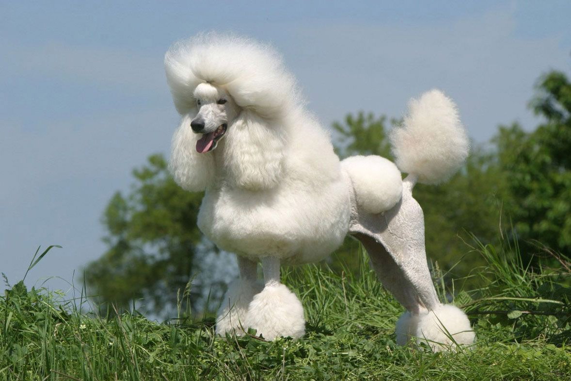 Королевский пудель