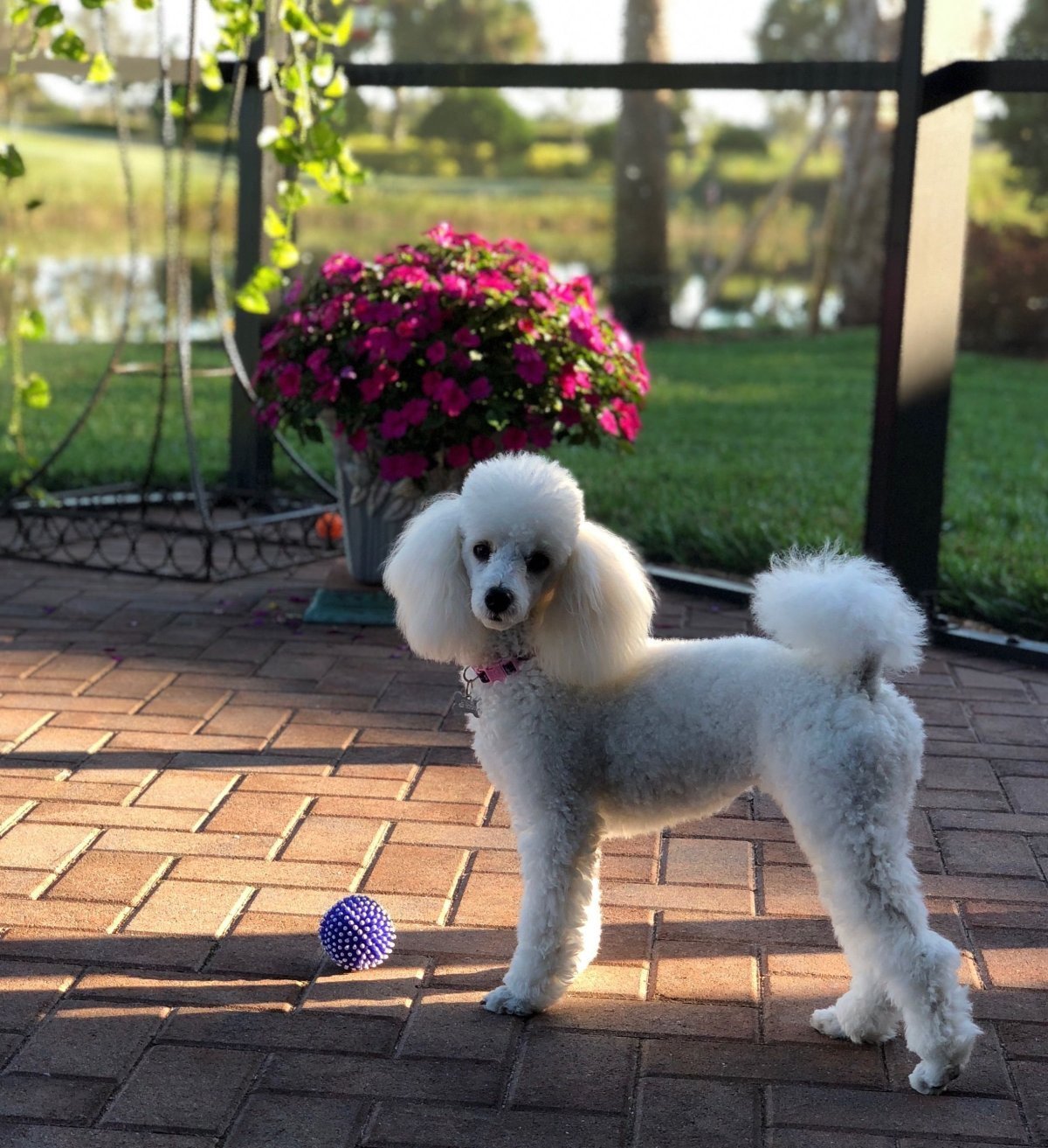 Королевский пудель