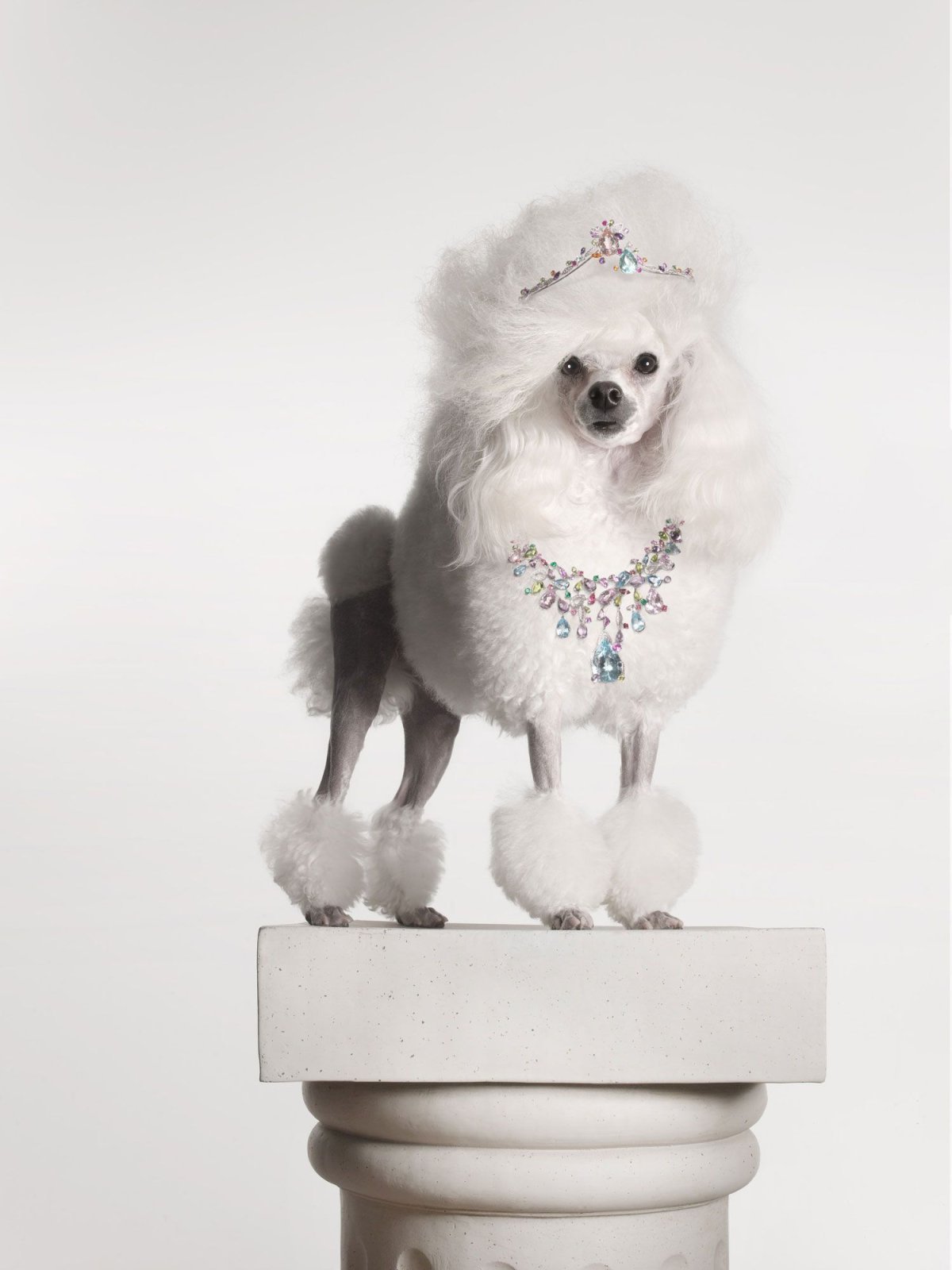 Гламурный пудель