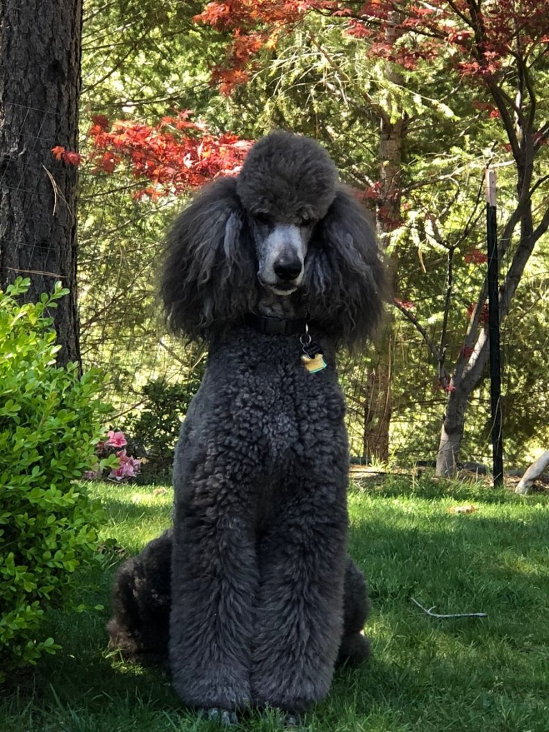 Малый Королевский пудель