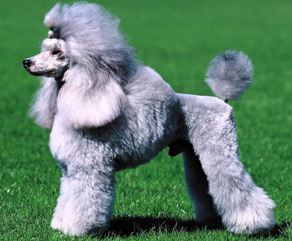 Королевский пудель серый