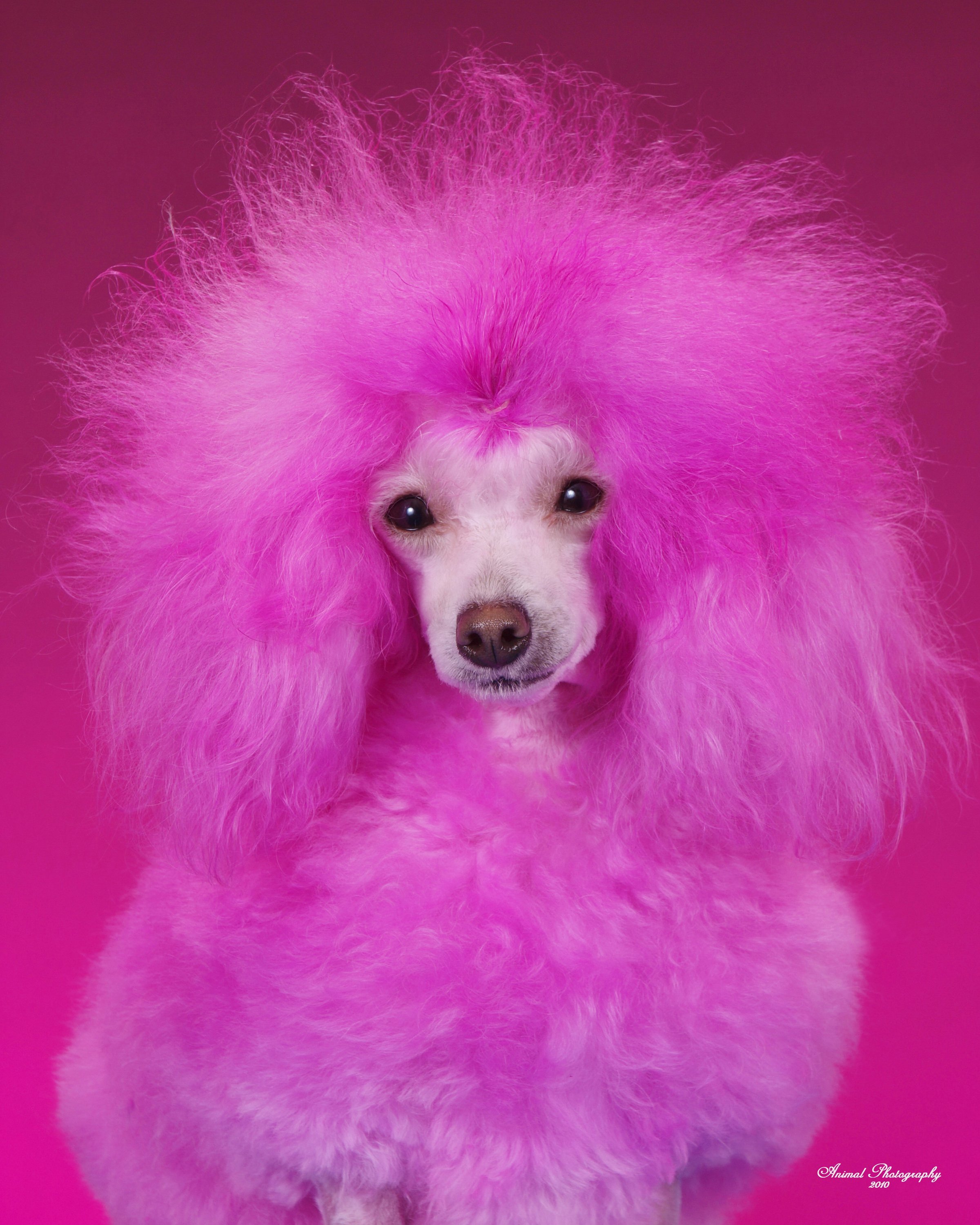 Про розовых собак. Королевский пудель розовый. Карликовый фиолетовый пудель. Той пудель. Королевский пудель лиловый.