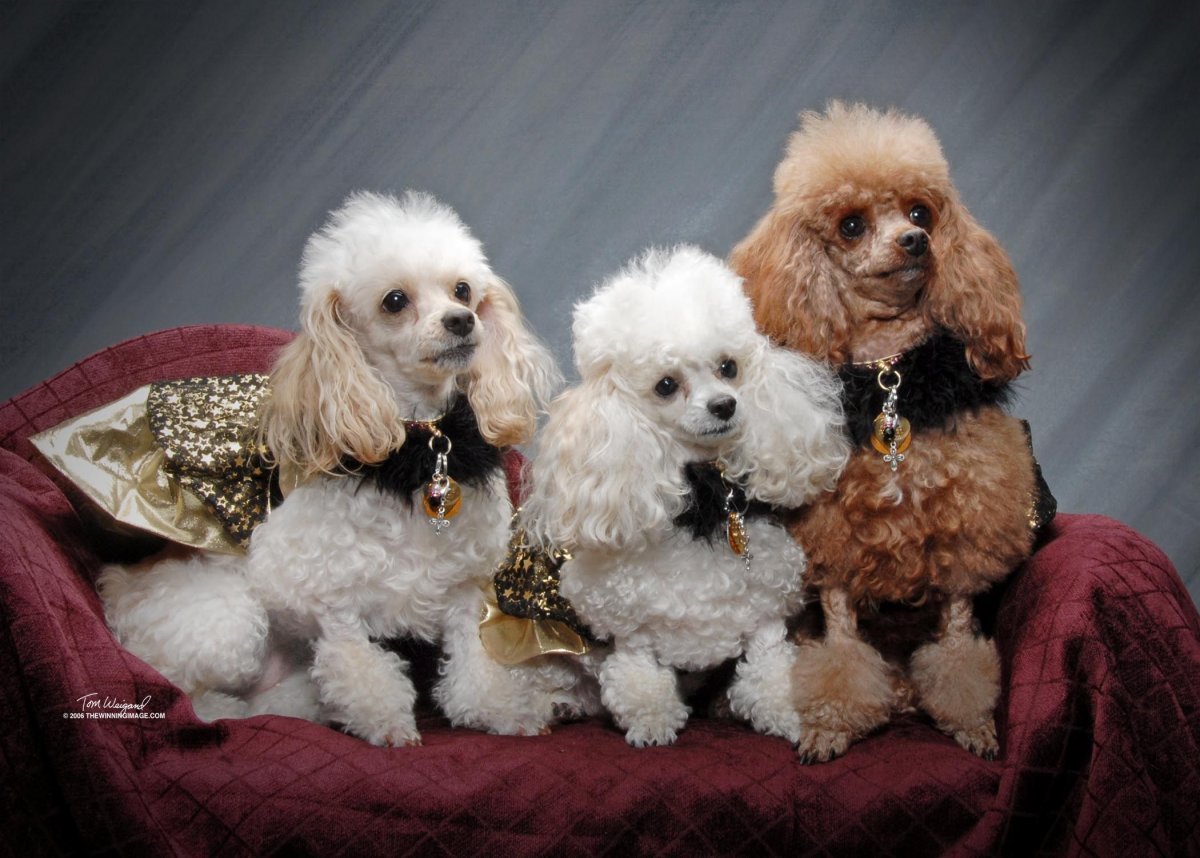 Той пудель Тикап