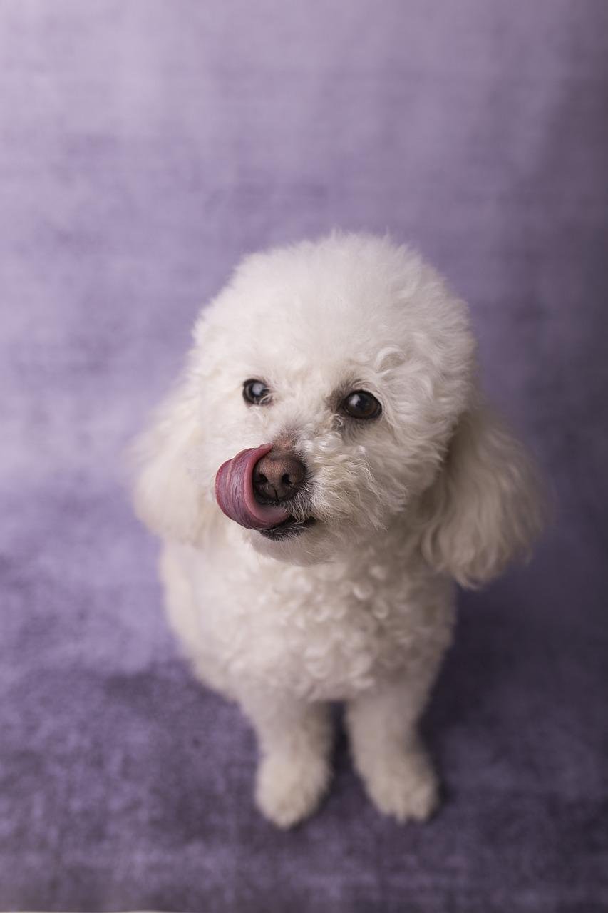 Пудель белый кучерявый