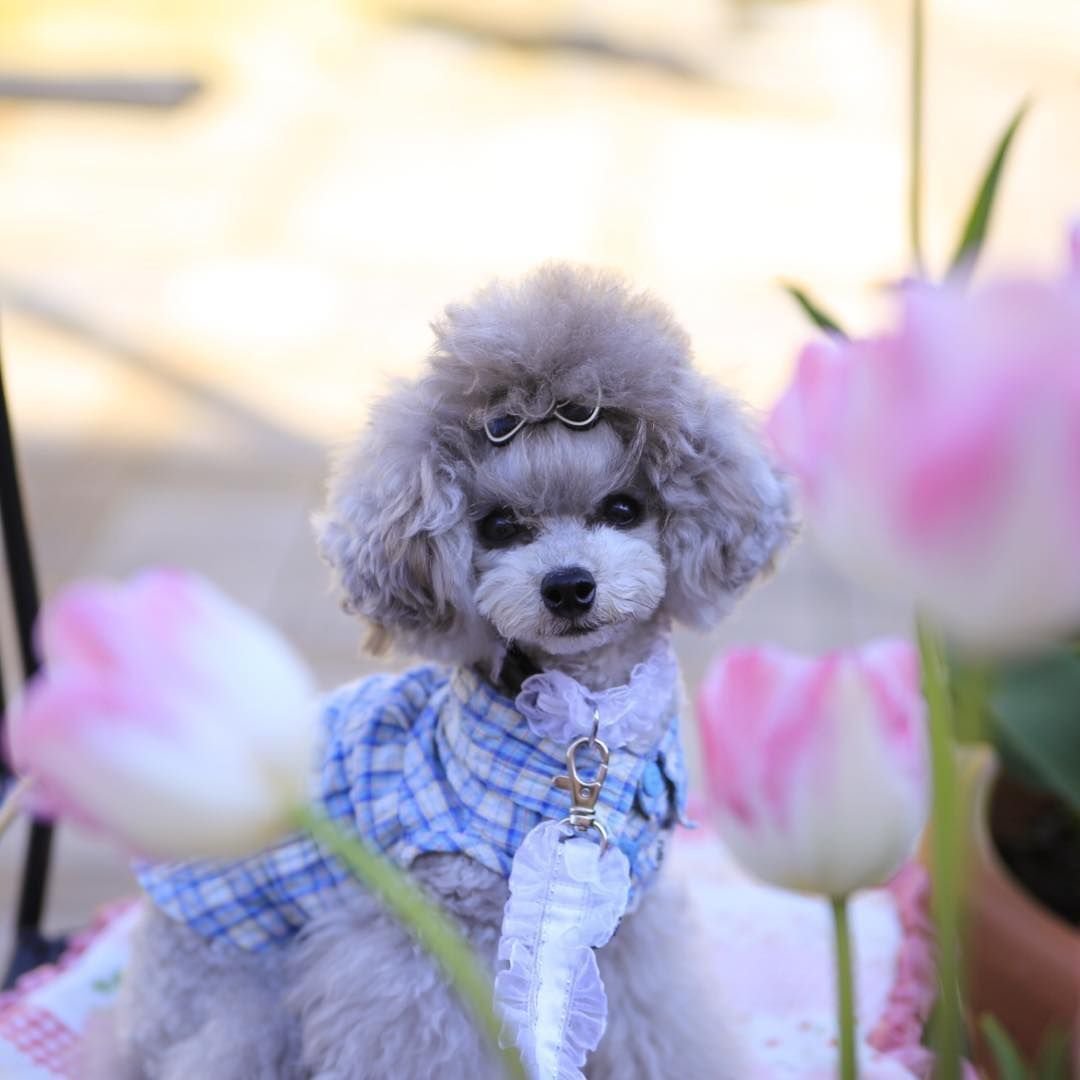 Японский карликовый пудель