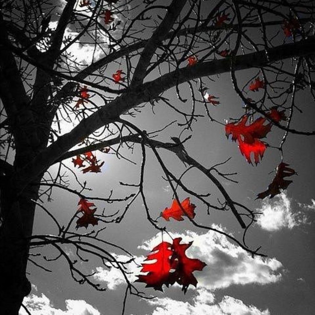 Осень черно белая картинка