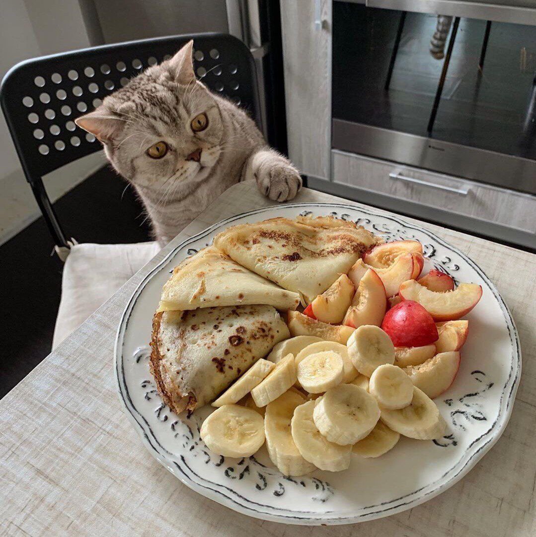 Кот с блинами