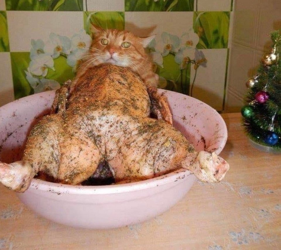 Приготовленный кот