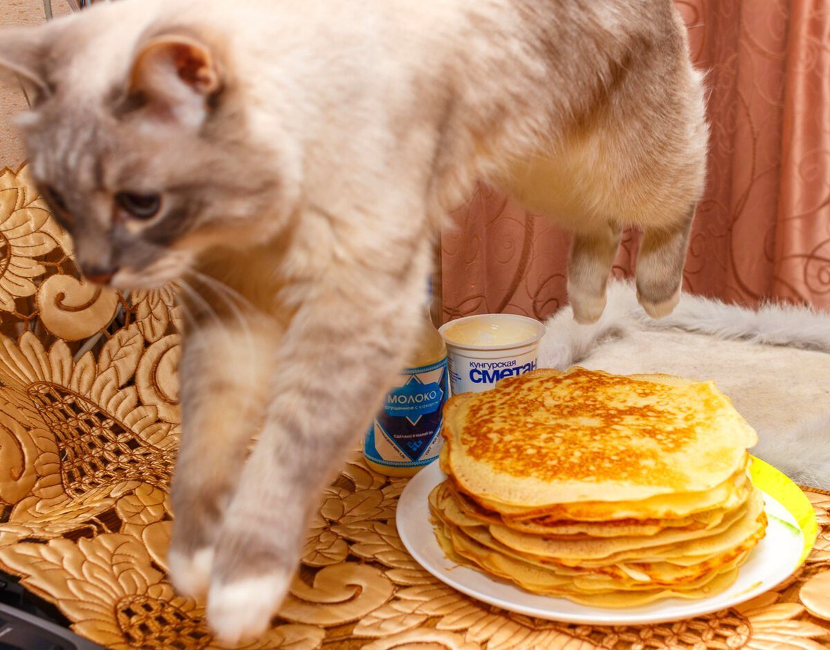 Кот с блинами