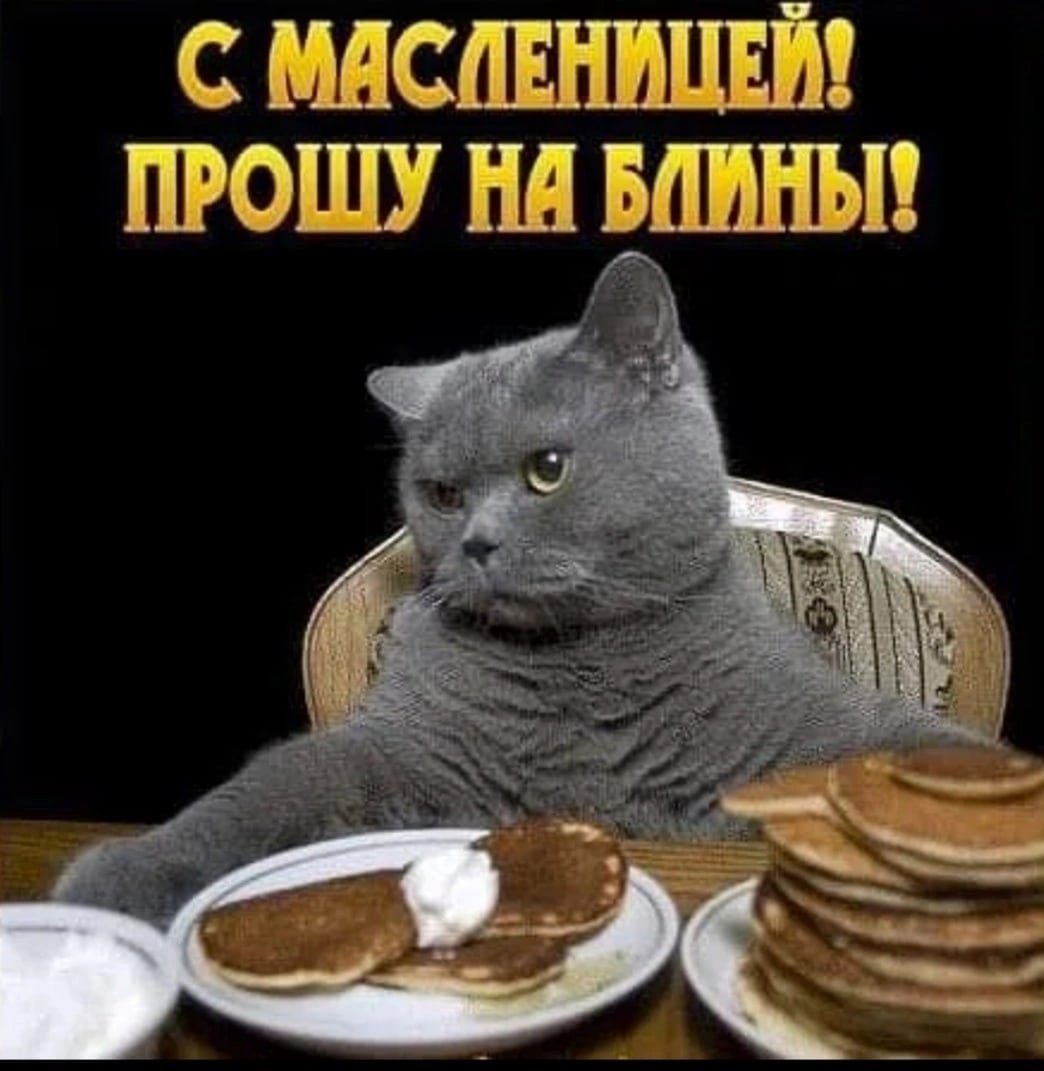 Кот с блинами
