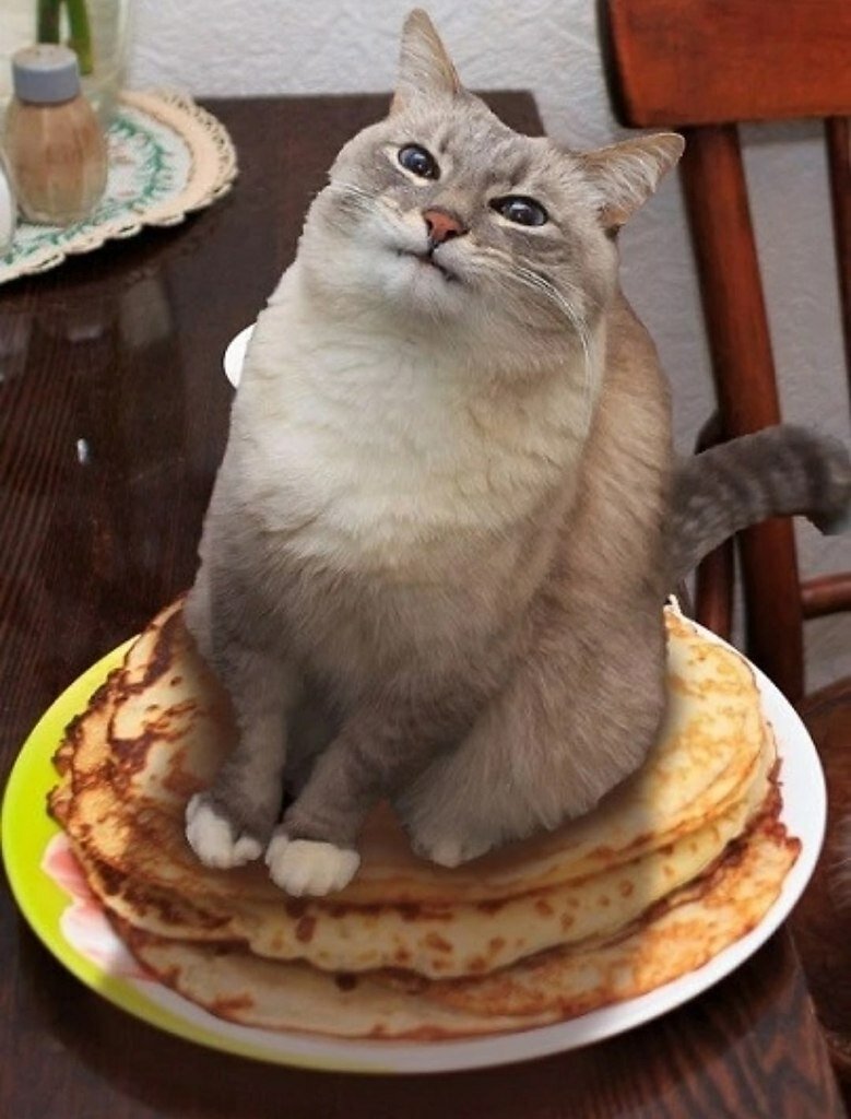 Кот сидит на блинах