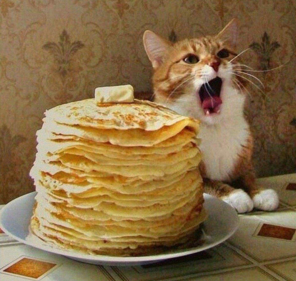Кот с блинами на Масленицу