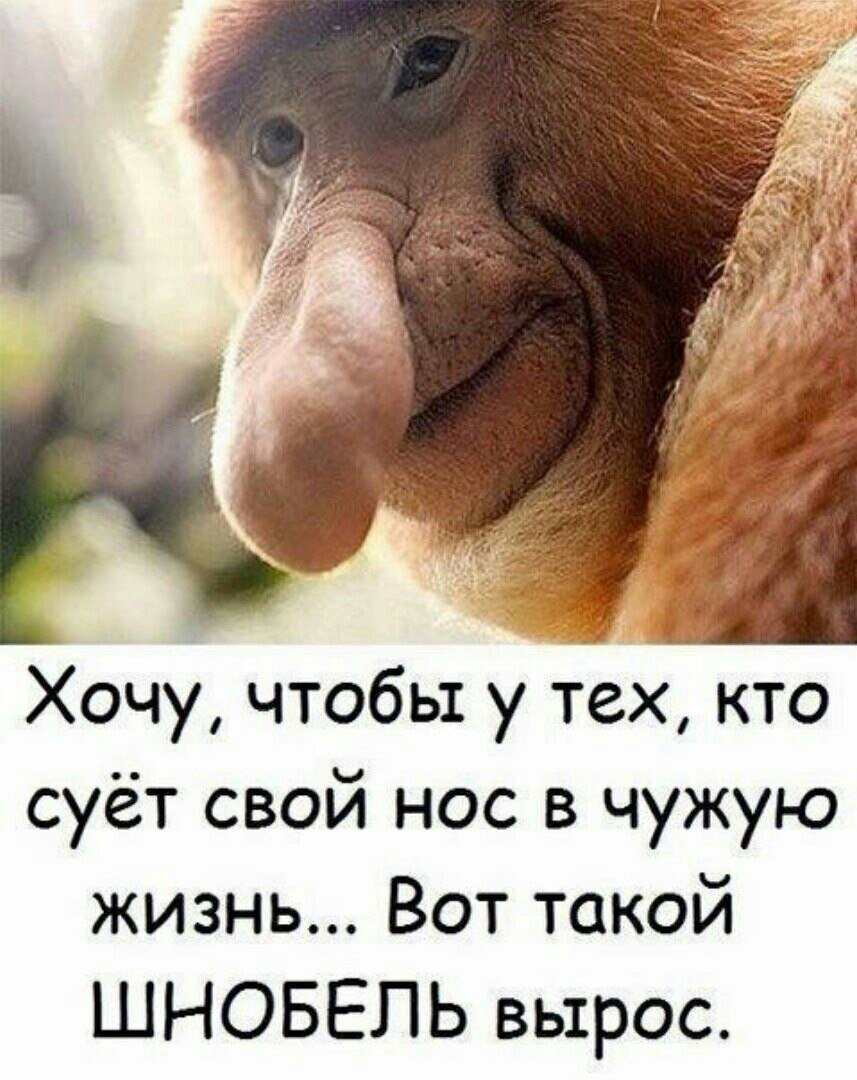 Поцелуй обезьяны