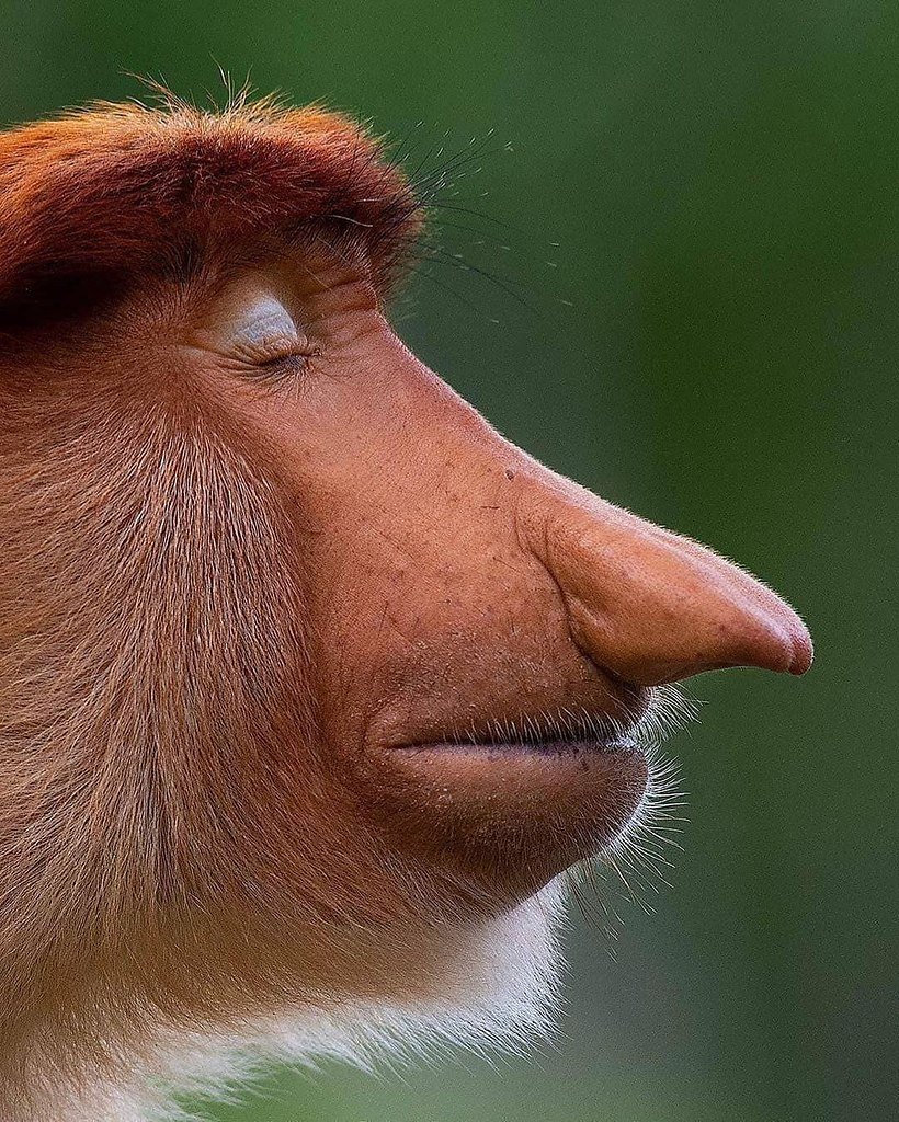 Выше нос и хвост пистолетом