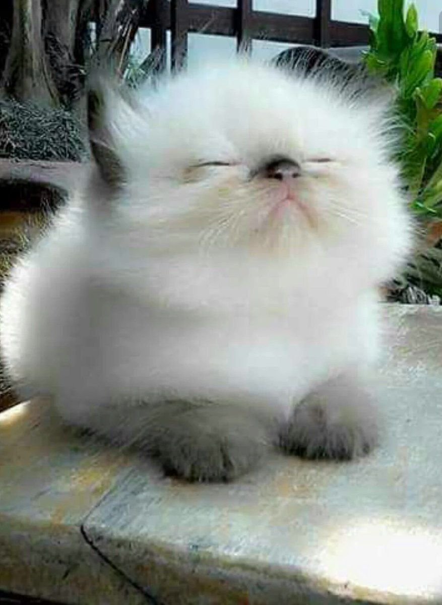 Животные в шапочках