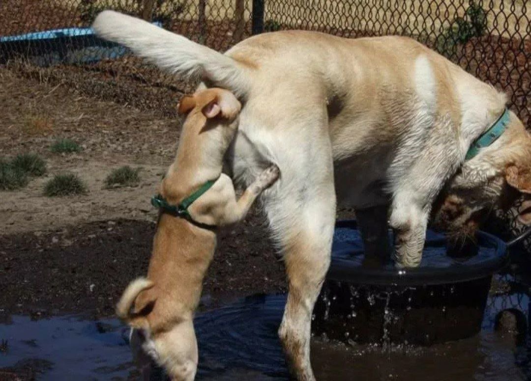 Носы животных